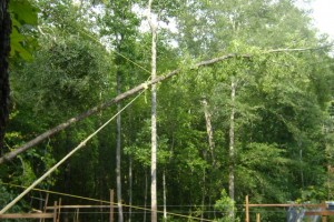 Lowering the tree