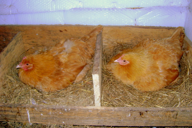 Chicknapping: A Hen House Tale…Honest!
